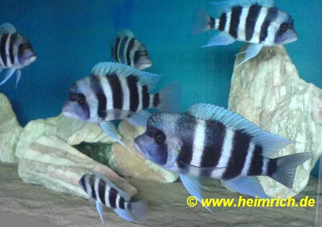 Preis Gesenkt Cyphotilapia frontosa "BLUE ZAIRE" 1A-Zuchtgruppe