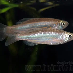 Jetzt Bestellen Devario assamensis, large (Blaues Danio gestreift)