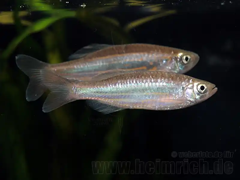 Jetzt Bestellen Devario assamensis, large (Blaues Danio gestreift)