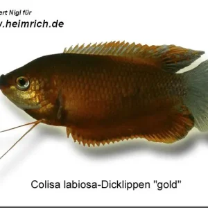 Top-Angebot Dicklippiger Fadenfisch "GOLD", lg (Colisa labiosa)
