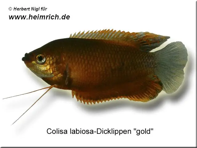 Top-Angebot Dicklippiger Fadenfisch "GOLD", lg (Colisa labiosa)