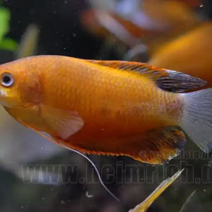 Dicklippiger Fadenfisch "Rot/Braun", lg (Colisa labiosa) Preiswert