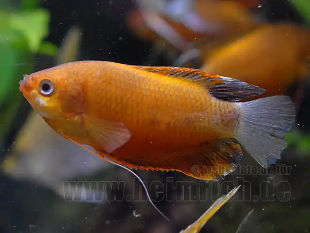 Dicklippiger Fadenfisch "Rot/Braun", lg (Colisa labiosa) Preiswert