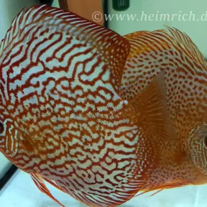 Ausverkauf Diskus Brilliant Türkis - Größe 15cm