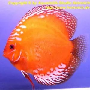 Preiswert Diskus Marlboro Red - Größe 12cm