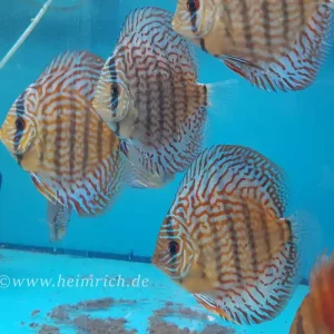 Diskus Red Scribbelt - Größe Jumbo Angebot