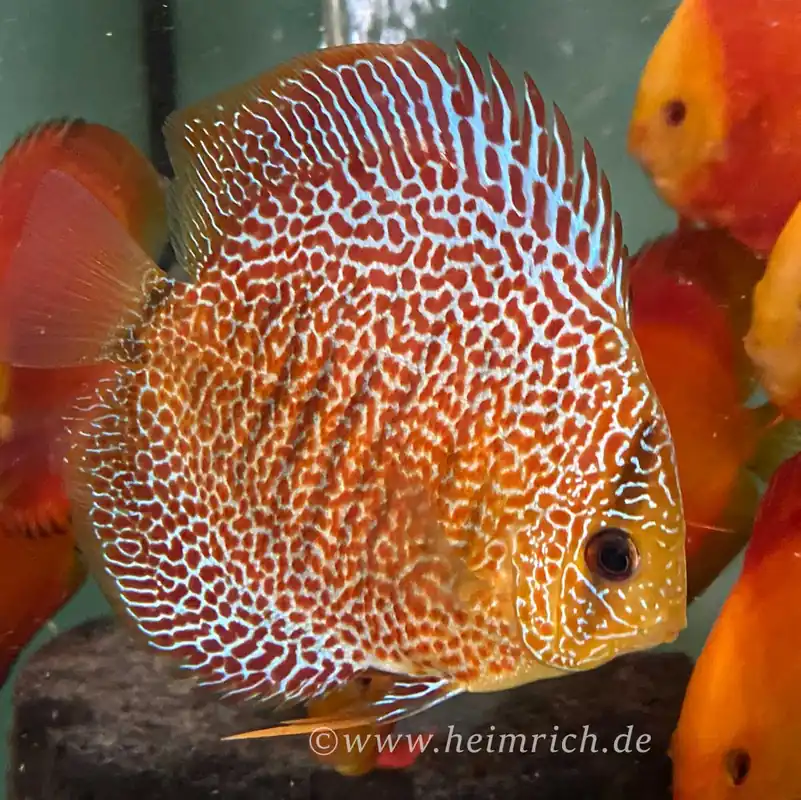 Ausverkauf Diskus Snake Skin, Rot - Größe 6,5cm