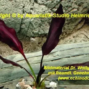 Echinodorus 'AFLAME' Markenprodukt