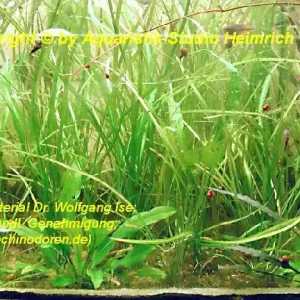 Echinodorus angustifolius Angebot