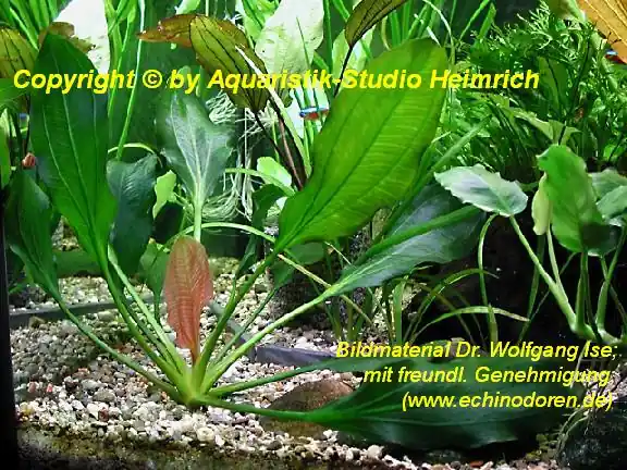 Echinodorus Apart (Aparte Schwertpflanze) Heißes Angebot
