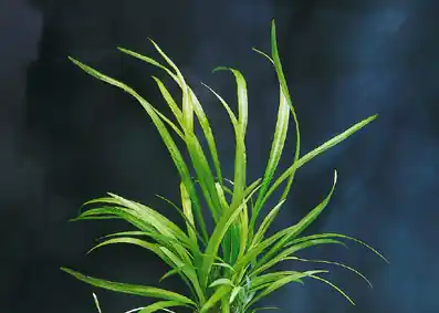 Angebot Echinodorus austroamericanus (Bolivianische Zwergschwertpflanze)