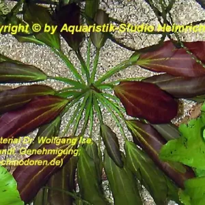 Echinodorus barthii (Barth's-Schwertpflanze) Solange Der Vorrat Reicht