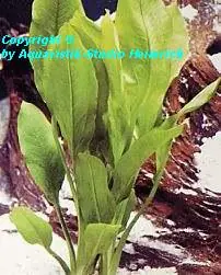 Begrenztes Angebot Echinodorus bleherae, medium (Große Amazonas-Schwertpflanze)