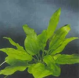 Abverkauf Echinodorus cordifolius, mini (Herzblättrige Schwertpflanze, min