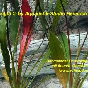 Echinodorus Dschungelstar Nr. 1 (E01 Echin. horemani ähnl., Fa. D Neue Ware