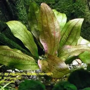 Echinodorus Dschungelstar Nr. 12 (Echinodorus 'Wild Crocodile') Nur Für Kurze Zeit