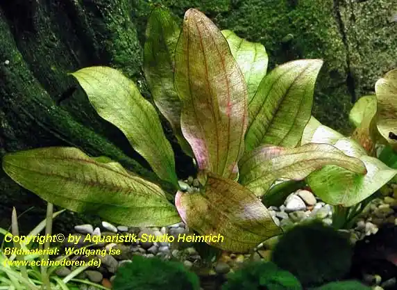 Echinodorus Dschungelstar Nr. 12 (Echinodorus 'Wild Crocodile') Nur Für Kurze Zeit