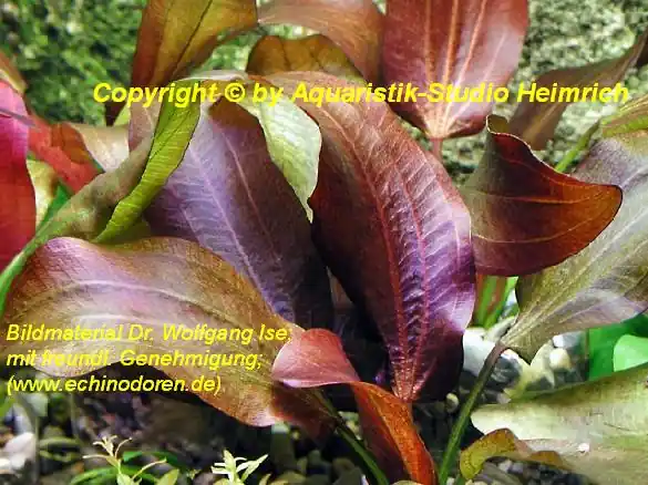 Finale Aktion Echinodorus Dschungelstar Nr. 2 (E02 Echin. Kleiner Bär, Fa. Denn