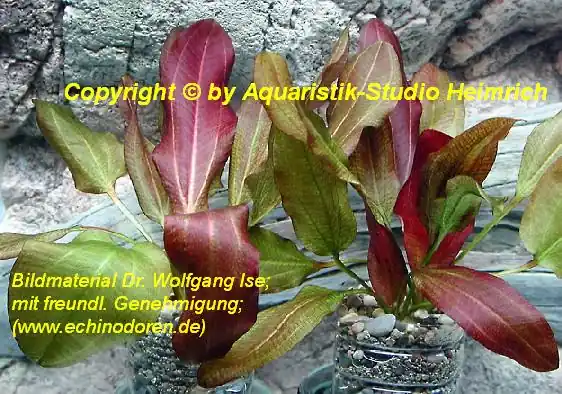 Echinodorus Dschungelstar Nr. 2, XL (E02 Echin. Kleiner Bär, Fa. Schneller Versand