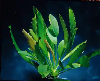 Echinodorus Dschungelstar Nr. 7 (E07 Echin. GROSSE OSIRIS, Fa. De Meistverkauft