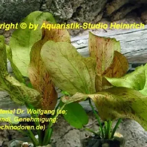 Echinodorus Dschungelstar Nr. 9 (E09 Echin. Getüpfelte Harbich, F Markenware