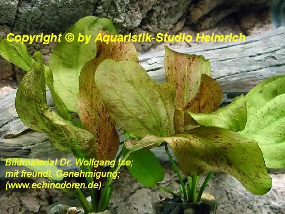 Echinodorus Dschungelstar Nr. 9 (E09 Echin. Getüpfelte Harbich, F Markenware