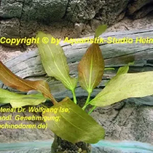 Echinodorus Dschungelstar Nr.11 (E11 Echin. Roter Cordifolius; F Direktkauf