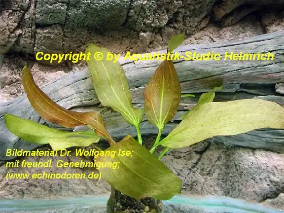 Echinodorus Dschungelstar Nr.11 (E11 Echin. Roter Cordifolius; F Direktkauf