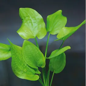 Schnäppchen Echinodorus E30,XXL (Echinodorus cordifolius, Fa.Dennerle)