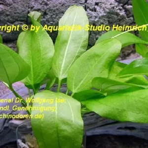 Echinodorus E31 Bestpreis
