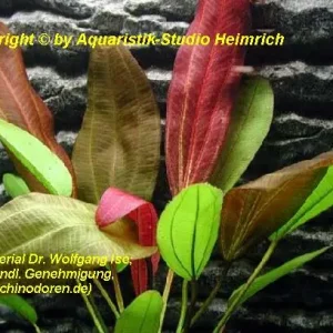 Echinodorus 'FANTASTIC COLOR' Kracherpreis