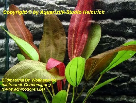Echinodorus 'FANTASTIC COLOR' Kracherpreis