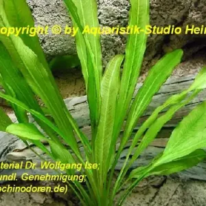 Echinodorus 'GREEN PEPPER' Echt