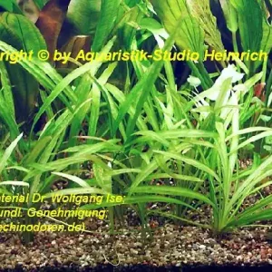 Top-Seller Echinodorus grisebachii