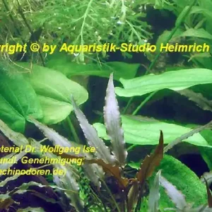 Knallerangebot Echinodorus horizontalis