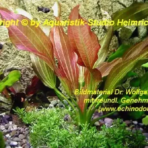 Echinodorus 'HOT PEPPER' Neu