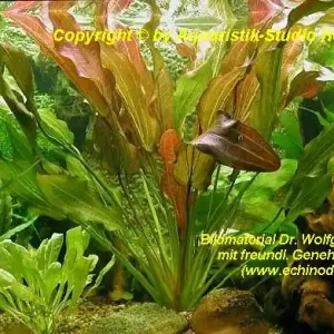 Sale Echinodorus 'INDIAN SUMMER'