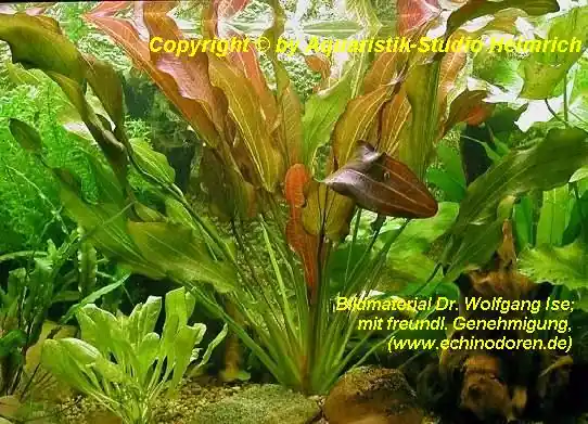 Sale Echinodorus 'INDIAN SUMMER'