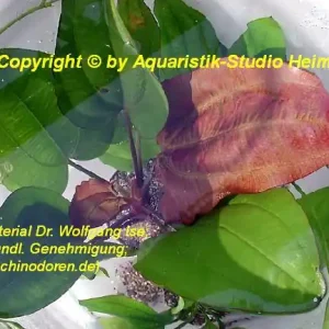 Bestseller Echinodorus 'Lothario'