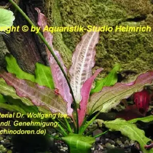 Geprüft Echinodorus ORIENTAL
