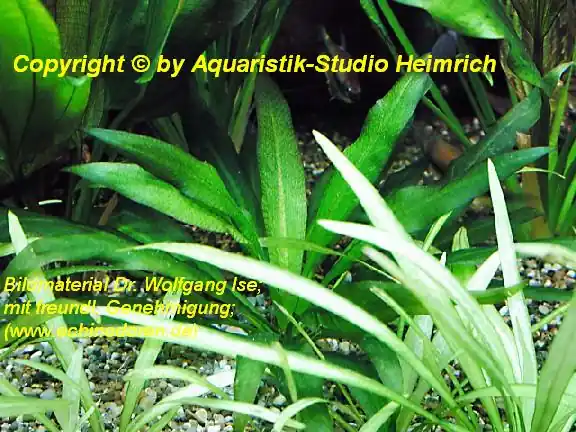Billig Echinodorus parviflorus