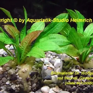Versand Am Gleichen Tag Echinodorus parviflorus 'Tropica'