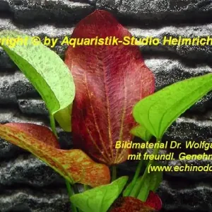 Beliebt Echinodorus 'Paul Klöckner'