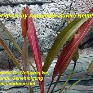 Echinodorus 'POSEIDON' Billig