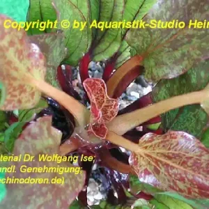 Preisreduziert Echinodorus 'Rainer Kitty'
