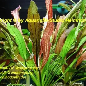 Echinodorus 'Red Devil' Nur Heute