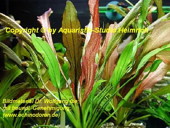 Echinodorus 'Red Devil' Nur Heute