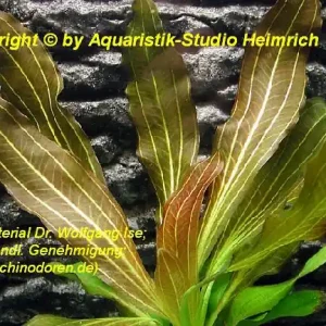 Heißes Angebot Echinodorus 'RED RUBIN'