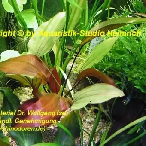 Echinodorus 'Regine Hildebrandt' Ausverkauf