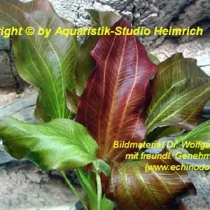 Echinodorus 'RENI' Bestseller
